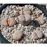100pcs Lithops gracilidelineata C243 Succulents Garden Plants - Seeds