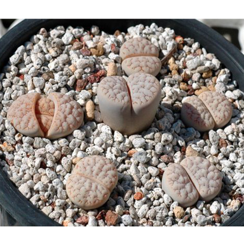 100pcs Lithops gracilidelineata C243 Succulents Garden Plants - Seeds