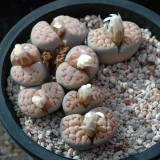 100pcs Lithops karasmontana C225 Succulents Garden Plants - Seeds