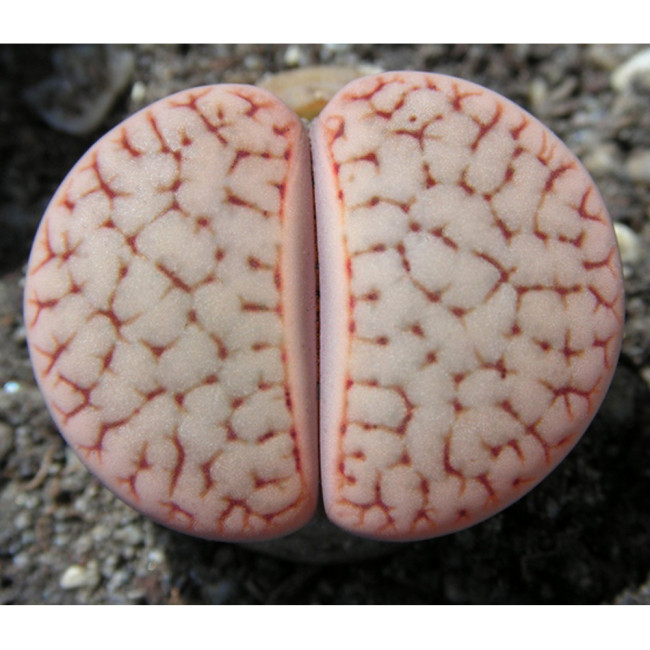 100pcs L. pseudotruncatella C73 Succulents Garden Plants - Seeds