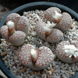 100pcs Lithops julii C161 Succulents Garden Plants - Seeds