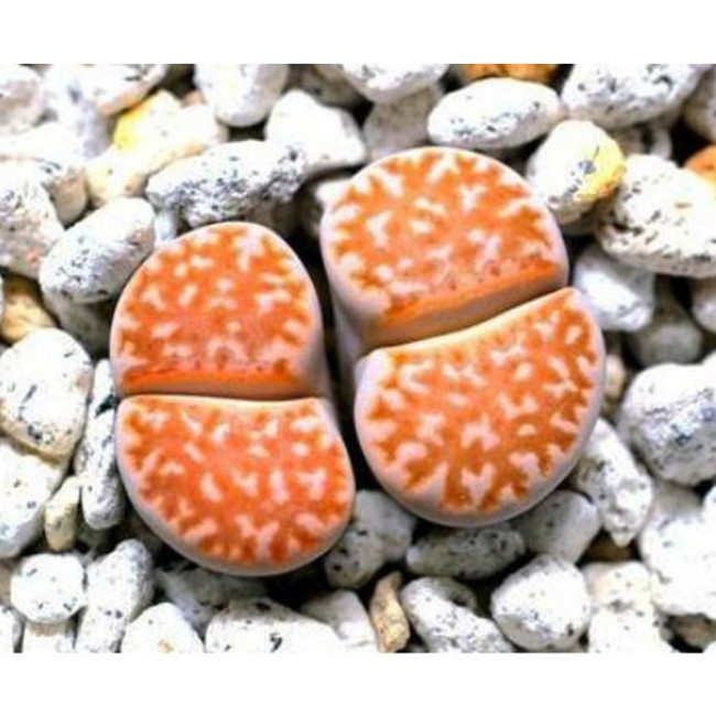 100pcs Lithops julii C218A Succulents Garden Plants - Seeds