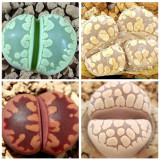100pcs LITHOPS otzeniana Succulents Garden Plants - Mix Seeds