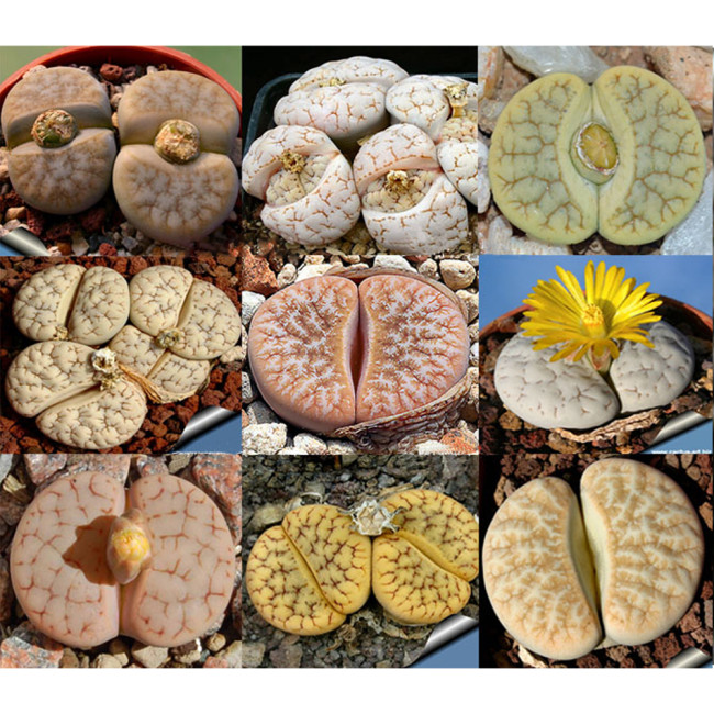 100pcs Lithops gracilidelineata Succulents Garden Plants - Mix Seeds