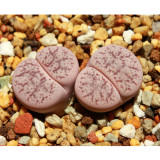 100pcs Lithops pseudotruncatella c187 Garden Plants - Seeds
