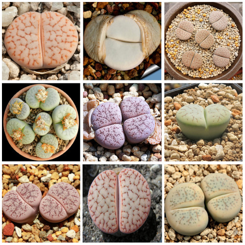 100pcs LITHOPS pseudotruncatella Succulents Garden Plants - Mix Seeds