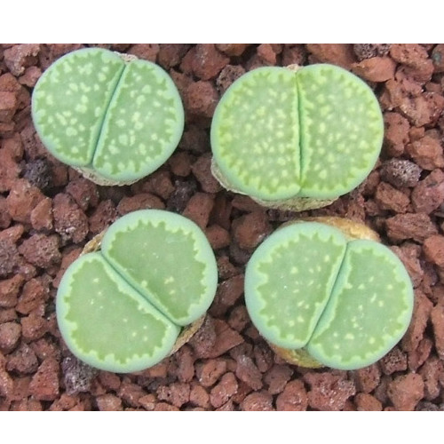 100pcs  L. julii ssp fulleri cv fullergreen C56A  * salicola 'malachite' C56A Combination Succulents Garden Plants - Seeds