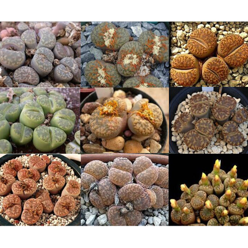 100pcs Lithops Succulents Garden Plants - Mix Seeds