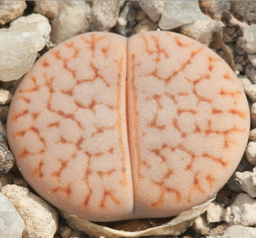 100pcs Lithops pseudotruncatella C357 Garden Plants - Seeds