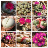 20pcs Argyroderma Mix Succulents Garden Plants - Seeds