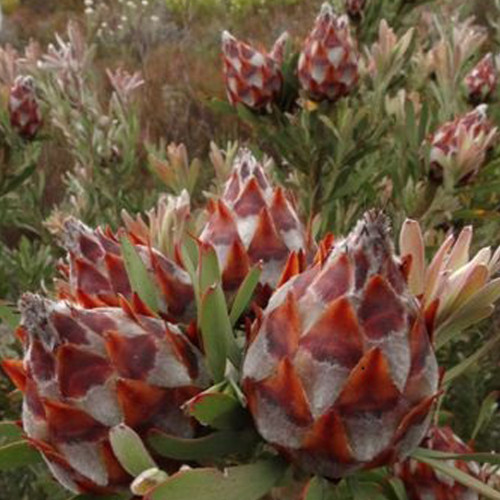 5pcs  Leucadendro  Succulents Garden Plants - Seeds