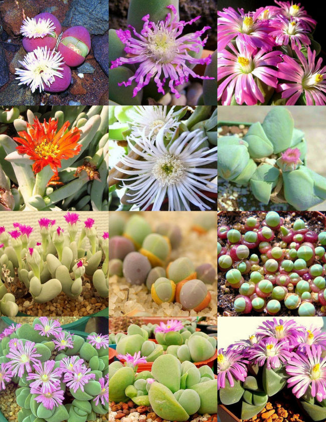 20pcs GIBBAEUM Mix Succulents Garden Plants - Seeds