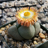 20pcs PLEIOSPILOS nelii Succulents Garden Plants - Seeds