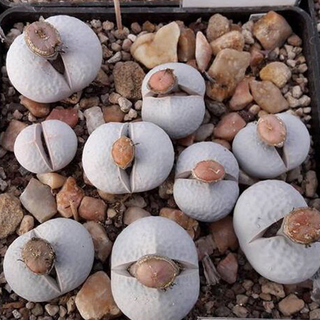 20pcs Dinteranthus pole evansii Succulents Garden Plants - Seeds