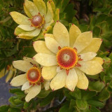 5pcs Leucadendron STROBILINUM Garden Ornamental Plants - Seeds