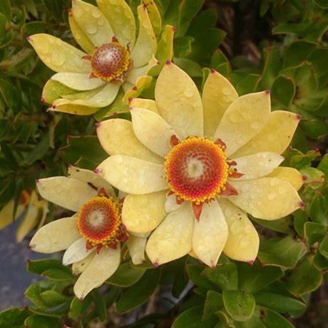 5pcs Leucadendron STROBILINUM Garden Ornamental Plants - Seeds