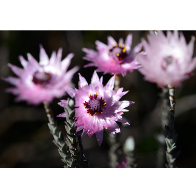 5pcs Asteraceae Small Shrub Leprechaun Flower Canescens Seeds Garden Ornamental Plants