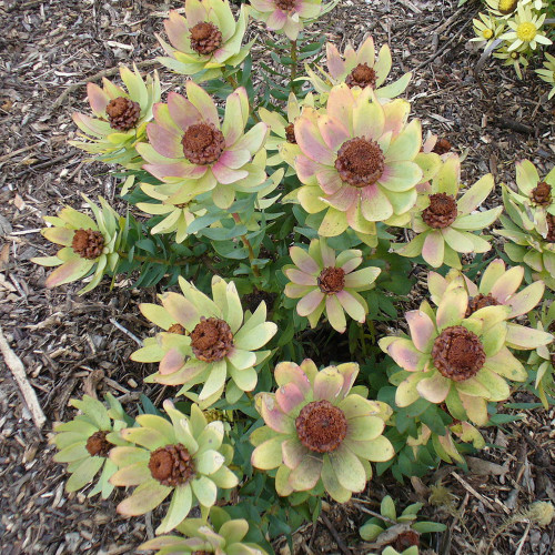 5pcs Leucadendron TINCTUM Garden Ornamental Plants - Seeds