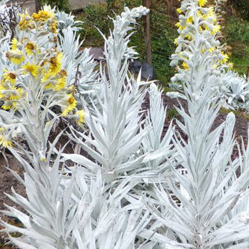 5pcs Senecio niveoaureus Seeds Garden Ornamental Plants