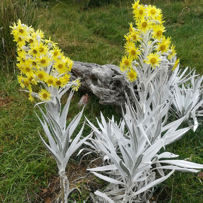 5pcs Senecio niveoaureus Seeds Garden Ornamental Plants