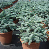 5pcs Abies Procera Silver Fir Pine Tree Garden Plants - Seeds