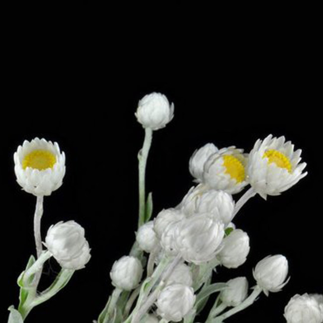 5pcs Asteraceae Small Shrub Leprechaun Flower Argyropsis Seeds Garden Ornamental Plants