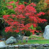 50PCS Japanese Maple Seeds Super Red Garden Tree Shrub