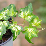 50PCS Japanese Ivy Seeds 'White Valentine'