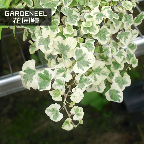 50PCS Japanese Ivy Seeds 'White Valentine'