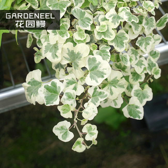 50PCS Japanese Ivy Seeds 'White Valentine'