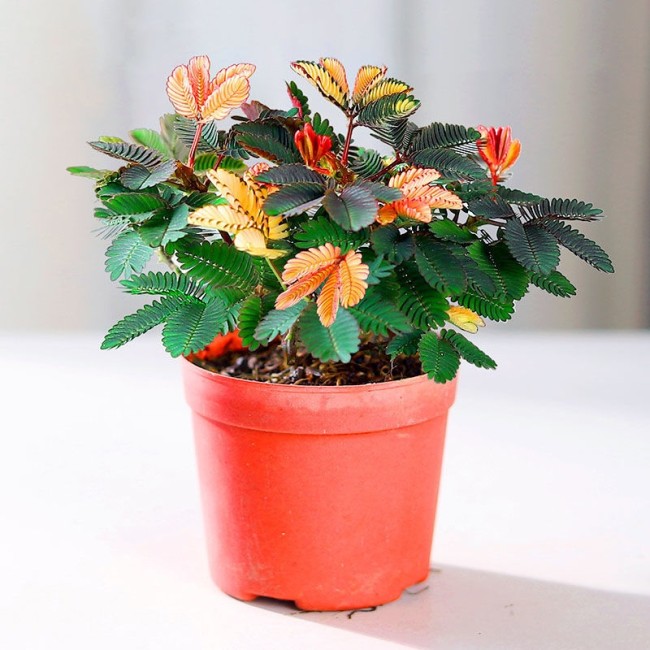 100PCS Mimosa pudica Seeds Colorful Sensitive Plant