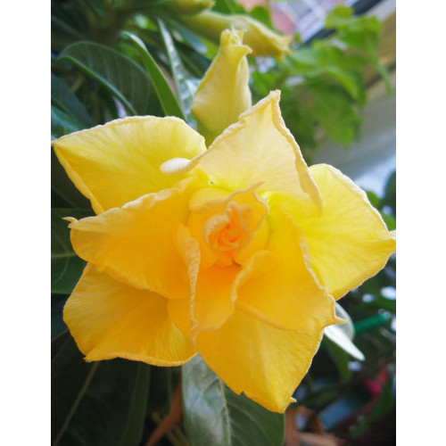 2PCS Premium Adenium Seeds Desert Rose Orangish Yellow Flowers 4-Layer