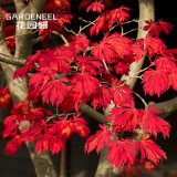 50PCS Japanese Maple Seeds Super Red Garden Tree Shrub