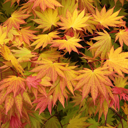 50PCS Fan Leaf Acer Baize Red Maple Tree Seeds 'Full Moon' Maple Garden Shrub