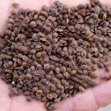 100PCS Mimosa pudica Seeds Colorful Sensitive Plant