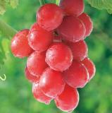 15PCS Ruby Roman Grapes Seeds