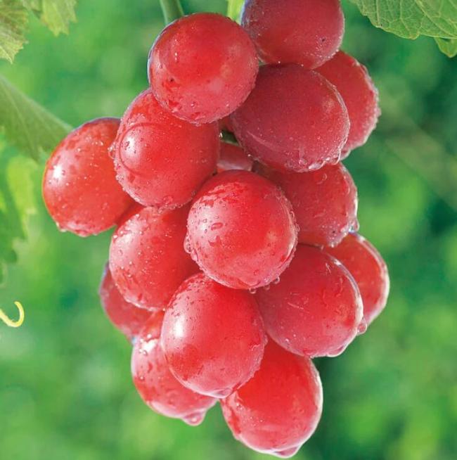 15PCS Ruby Roman Grapes Seeds