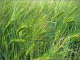 50PCS Barley Seeds