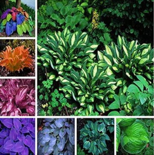 200PCS Hosta Seeds Perennial - Mixed 8 Types