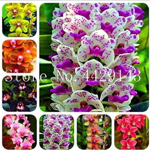 100PCS Orchid Cymbidium Seeds