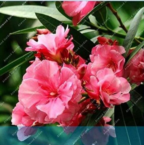 50PCS Nerium Flower Seeds Oleander Potted Plants Easy Growing Pot Japanese Balcony Garden Decoration