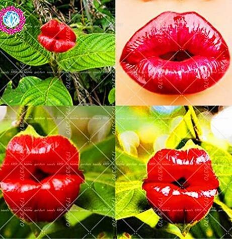100PCS Red Lips Flower Seeds Lips Plants Rare Flower Pots Psychotria Elata Flower