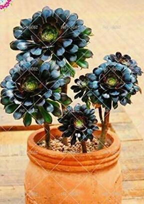 200PCS Aeonium 'Zwartkop' Seeds Black Master Succulent Plants Perennial