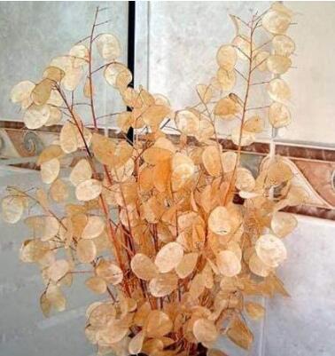 20PCS Silver Fan Grass Seeds Lunaria Annua Flowers Rare Garden Home Planting