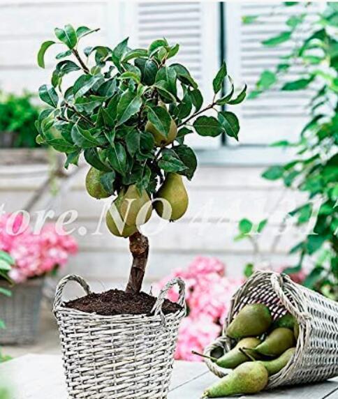 20PCS Organic Pear Seeds