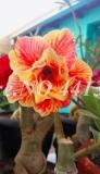 2PCS Adenium Seeds Double Flowers Desert Rose Golden Flowers with Rose Red Stripes