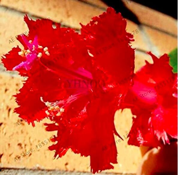 100PCS Schlumbergera Flores Christmas Cactus Plant Seeds