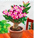 2PCS Adenium Seeds Single Petals White Flowers with Rose Pink Edge Desert Rose