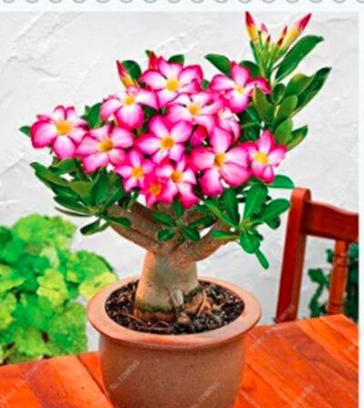 2PCS Adenium Seeds Single Petals White Flowers with Rose Pink Edge Desert Rose