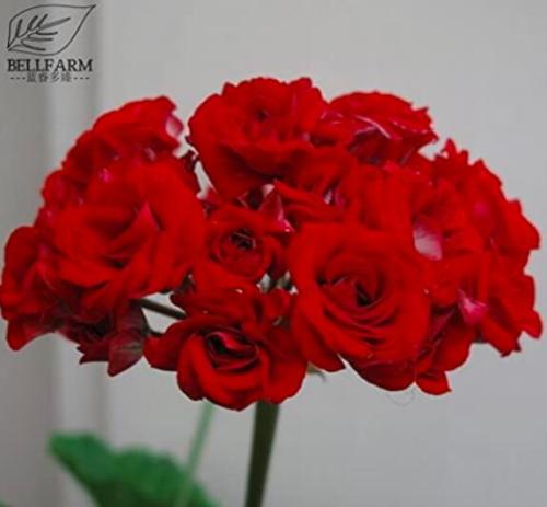 10PCS Geranium Seeds Dark Red Damask Double Compact Flowers